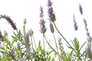 杏林ワコー薬局